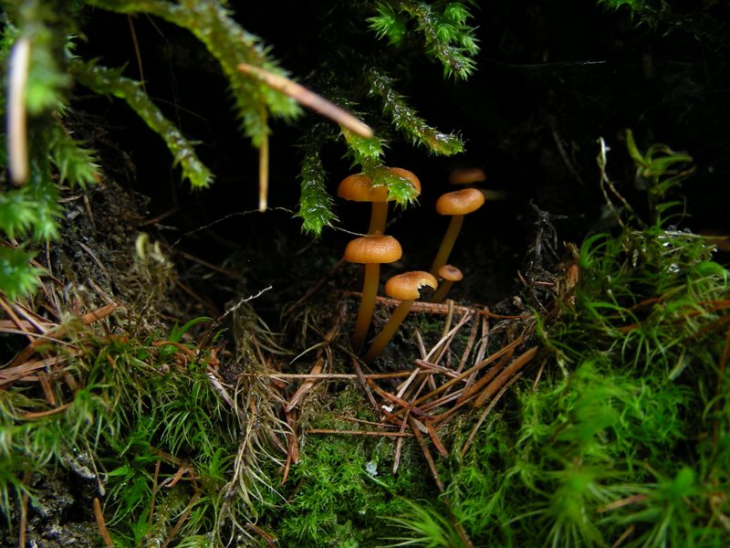 Tubaria?